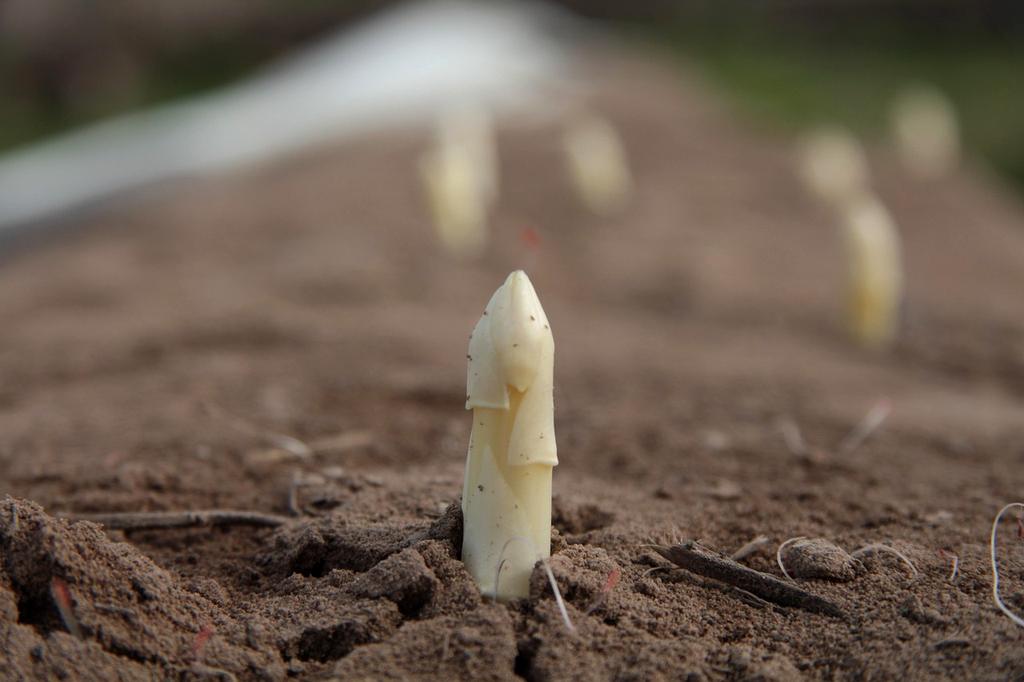 Healthy meal preparation with fresh vegetables and recipe book